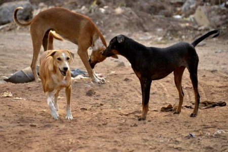 dogs