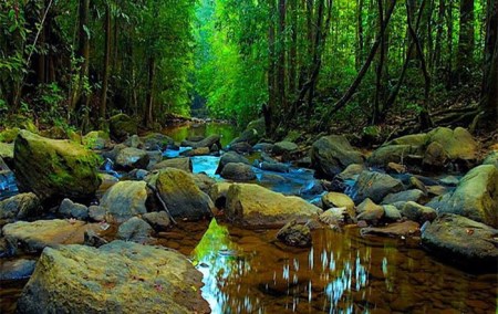 Sinharaja Forest Reserve-01