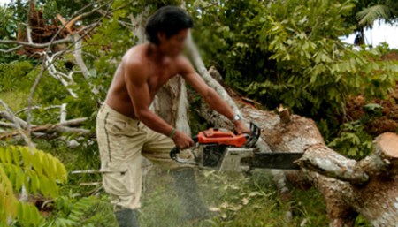 wood-cutting-Cut a tree